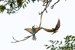 FOUEL Jacques - J'arrive