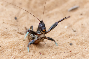 GUINOT Gilbert - Agressif