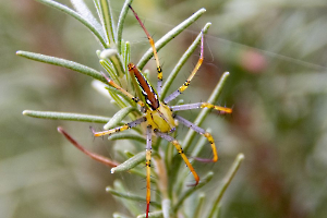 GUINOT Gilbert - Cache cache