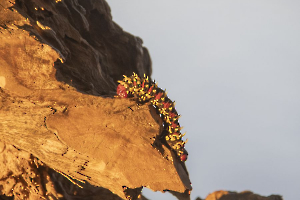 GUINOT Gilbert - C'est haut