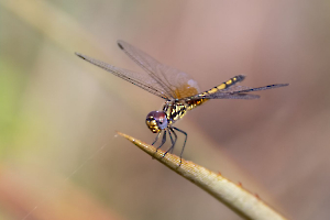 GUINOT Gilbert - Delicat