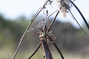 GUINOT Gilbert - Trop tard
