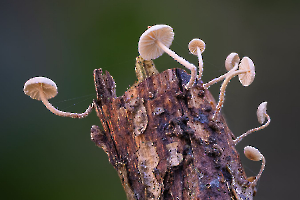 HARTMANN Philippe - Explosion