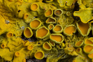 HARTMANN Philippe - Quel monde étrange