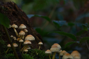 HARTMANN Philippe - Tapis, cachés... il faut nous trouver