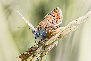 LAMBOEUF Bernard - Argus suspendu