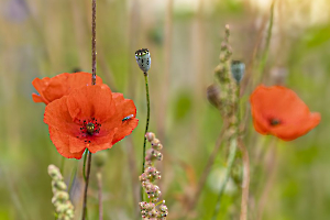 LAMBOEUF Bernard - Coquelicot
