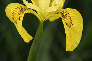 LAMBOEUF Bernard - Iris des marais