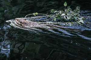 MARTINET Thierry - A table
