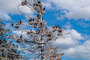 MARTINET Thierry - Arbre à oiseaux