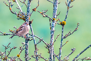 MARTINET Thierry - Le Piaf