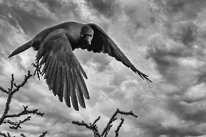 MARTINET Thierry - Maître corbeau