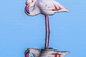 2025 Regional Nature Image Projetée