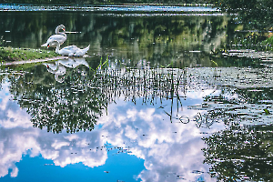 MARTINET Thierry - Reflets