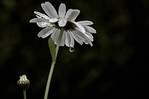 MILLIET Laurent - Après la pluie
