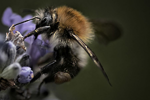 MILLIET Laurent - Bourdon poilu