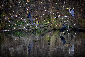 MILLIET Laurent - Les cormorans et le héron