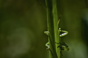 MILLIET Laurent - Oeil de vert