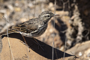 MOSNIER Michel - Pipit de Berthelot-La Gomera