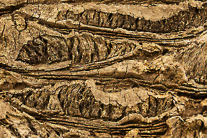 2025 Regional Nature Image Projetée