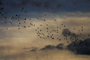 MILLIET Laurent - L'envol