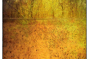 L'orée du bois GUILLET Gilles