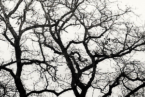 2024 Regional Auteur IP