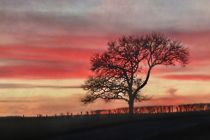 2024 Regional Auteur IP