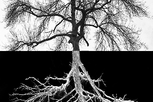 Arbor BOURDEAU Roger_02