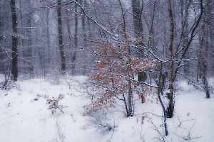 2024 Regional Auteur papier