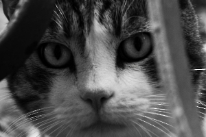 Coucou MOSNIER Michel