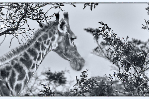 La girafe MARTINET Thierry