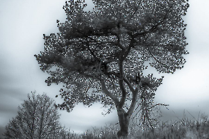 Sélénium GAUTHIER Alain