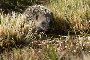 Attention je pique FIAULT Alain