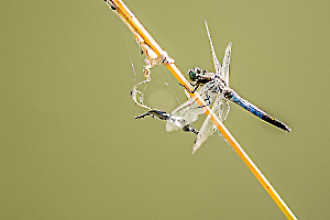 atterrissage MARTINET Thierry