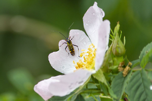 Au début du printemps CHEREAU Jean-Baptiste