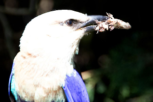 Bon appétit Labonde Anne-Marie