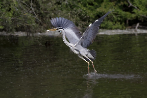 Bonne pioche LAMBOEUF Bernard
