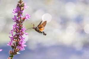 Butinage BEAUFILS Monique