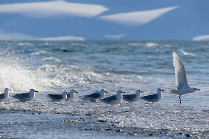 ça plane pour moi CONTASSOT Philippe