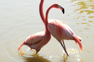 Câlin de flamants Labonde Anne-Marie