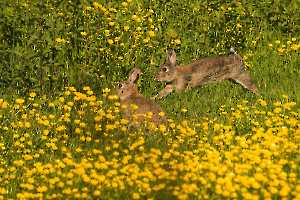 C'est la course FIAULT Alain