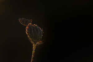 Contrejour BEAUFILS Monique