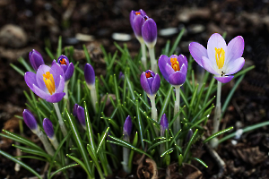 crocus FOUEL Jacques