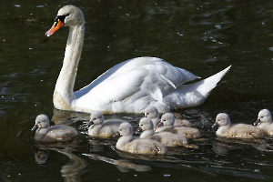 cygnes FOUEL Jacques