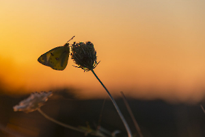 Déclin du jour BEAUFILS Monique