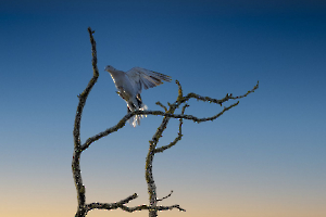 En approche LAMBOEUF Bernard