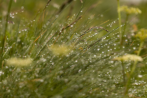 Explosion de rosée MOSNIER Michel