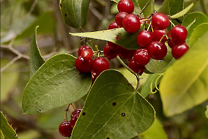 Fruits rouges MOSNIER Michel