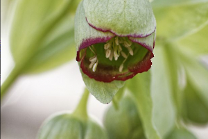 hellebore FOUEL Jacques